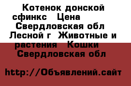 Котенок донской сфинкс › Цена ­ 3 000 - Свердловская обл., Лесной г. Животные и растения » Кошки   . Свердловская обл.